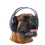 rotina-cachorro-escutando-musica