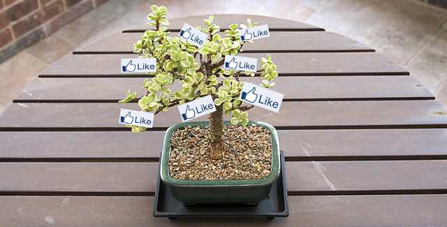 Organic-Facebook-Likes